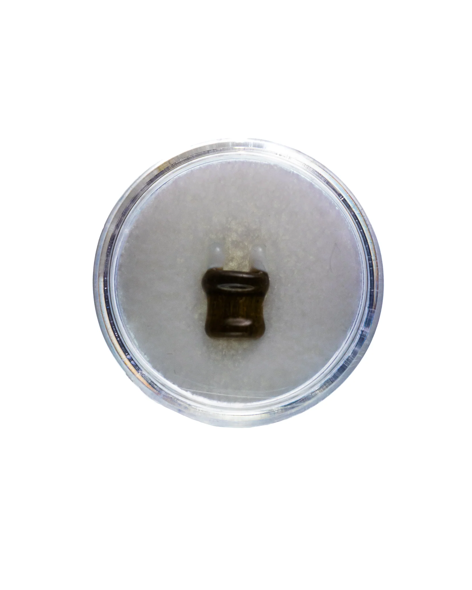 Aaron B - Assorted Plug Pearls - Image 15